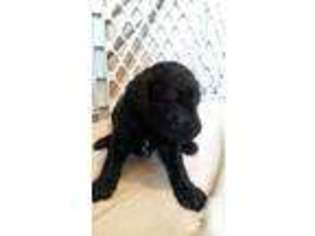 Mutt Puppy for sale in GREENSBURG, KY, USA