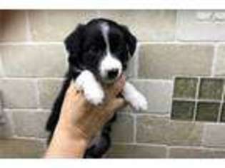 Border Collie Puppy for sale in Atlanta, GA, USA