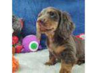 Dachshund Puppy for sale in Haverhill, NH, USA