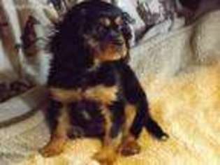 Cavalier King Charles Spaniel Puppy for sale in Newberry, IN, USA