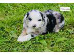 Miniature Australian Shepherd Puppy for sale in Springfield, MO, USA
