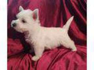 West Highland White Terrier Puppy for sale in Frazeysburg, OH, USA