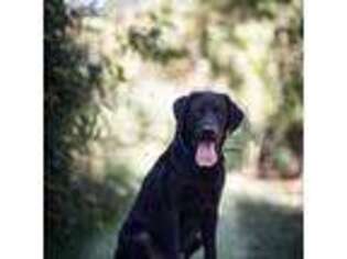 Labrador Retriever Puppy for sale in Monroe, NC, USA