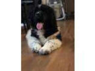 Newfoundland Puppy for sale in Grand Junction, CO, USA