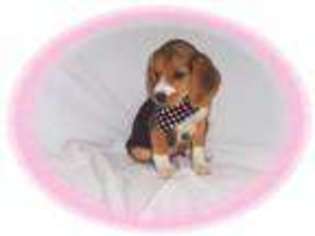 Beagle Puppy for sale in NASHUA, NH, USA
