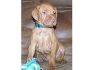 Vizsla Puppy for sale in Ganado, TX, USA