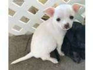 Chihuahua Puppy for sale in Oklahoma City, OK, USA