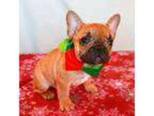 French Bulldog Puppy for sale in Carthage, MO, USA