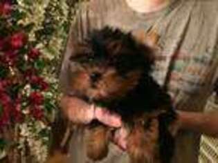 Yorkshire Terrier Puppy for sale in Stanton, MI, USA