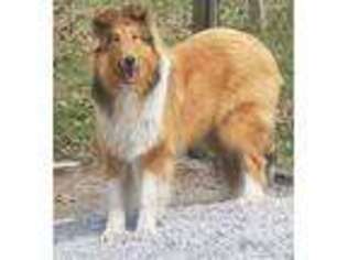 Collie Puppy for sale in Clearfield, PA, USA