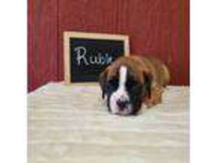 Boxer Puppy for sale in Chambersburg, PA, USA