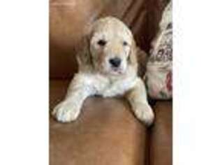 Goldendoodle Puppy for sale in Arabi, GA, USA