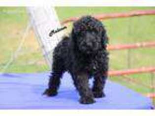 Medium Photo #1 Mutt Puppy For Sale in Memphis, TN, USA