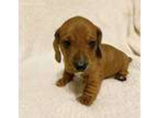 Dachshund Puppy for sale in North Kingstown, RI, USA