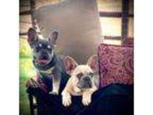 French Bulldog Puppy for sale in Morristown, AZ, USA