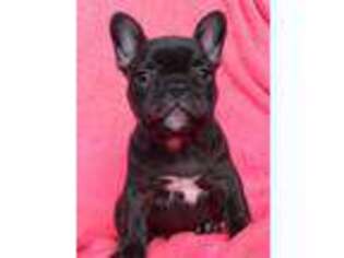 French Bulldog Puppy for sale in Independence, MO, USA
