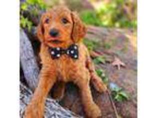 Goldendoodle Puppy for sale in Bangs, TX, USA
