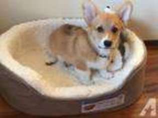 Pembroke Welsh Corgi Puppy for sale in NEWPORT, OR, USA