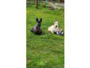 Scottish Terrier Puppy for sale in Morrisville, PA, USA