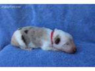 Border Collie Puppy for sale in Courtland, AL, USA