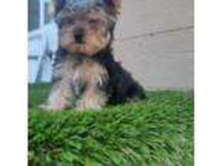 Yorkshire Terrier Puppy for sale in Stockton, CA, USA