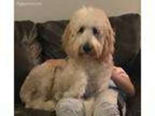 Goldendoodle Puppy for sale in Hazard, KY, USA