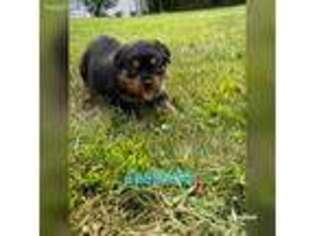 Rottweiler Puppy for sale in Woonsocket, RI, USA
