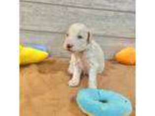 Mutt Puppy for sale in Allen, TX, USA