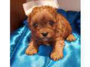 Yorkshire Terrier Puppy for sale in Burton, MI, USA