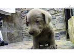 Labrador Retriever Puppy for sale in Wausau, WI, USA