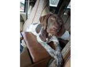 German Shorthaired Pointer Puppy for sale in Harmony, NC, USA