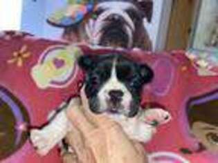 French Bulldog Puppy for sale in Delmar, DE, USA