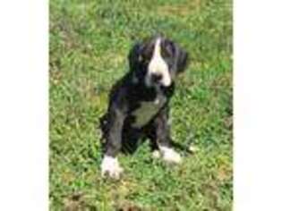 Great Dane Puppy for sale in Glasgow, KY, USA