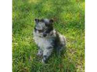 Pomeranian Puppy for sale in Rock Hill, SC, USA