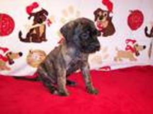 Mastiff Puppy for sale in Morristown, TN, USA