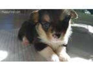 Pembroke Welsh Corgi Puppy for sale in Juliette, GA, USA