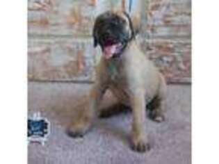 Mastiff Puppy for sale in Hemet, CA, USA
