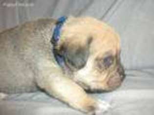 Puggle Puppy for sale in Veneta, OR, USA