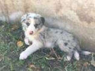 Border Collie Puppy for sale in Pima, AZ, USA