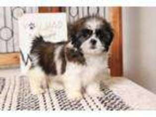 Mutt Puppy for sale in Bonita Springs, FL, USA