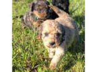 Mutt Puppy for sale in Checotah, OK, USA