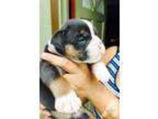 Bulldog Puppy for sale in KANEOHE, HI, USA