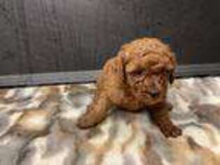 Mutt Puppy for sale in Athens, AL, USA