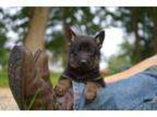 German Shepherd Dog Puppy for sale in Mifflinburg, PA, USA
