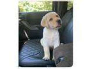 Labrador Retriever Puppy for sale in Acushnet, MA, USA