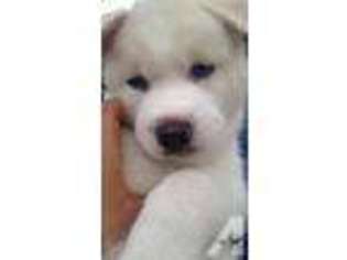 Siberian Husky Puppy for sale in ELGIN, IL, USA