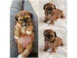 Cavachon Puppy for sale in Piscataway, NJ, USA