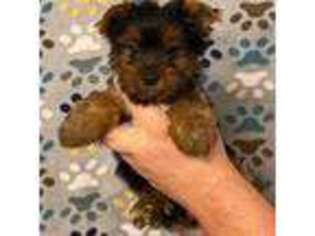 Yorkshire Terrier Puppy for sale in Waynesboro, VA, USA