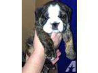 Bulldog Puppy for sale in ONEIDA, NY, USA