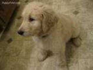 Goldendoodle Puppy for sale in Lebanon, TN, USA